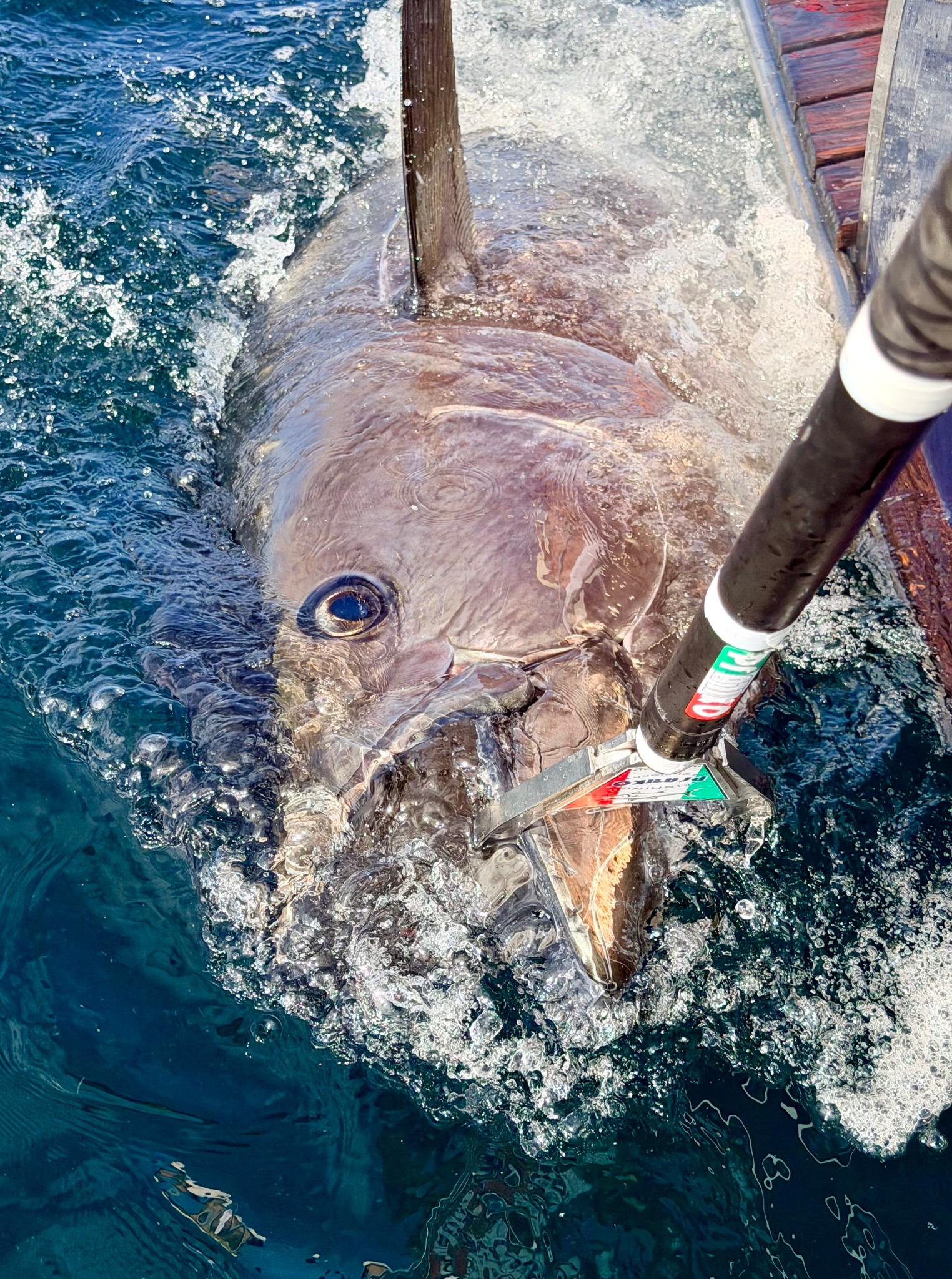 Close view of an Atlantic bluefin tuna being safely handled alongside the boat